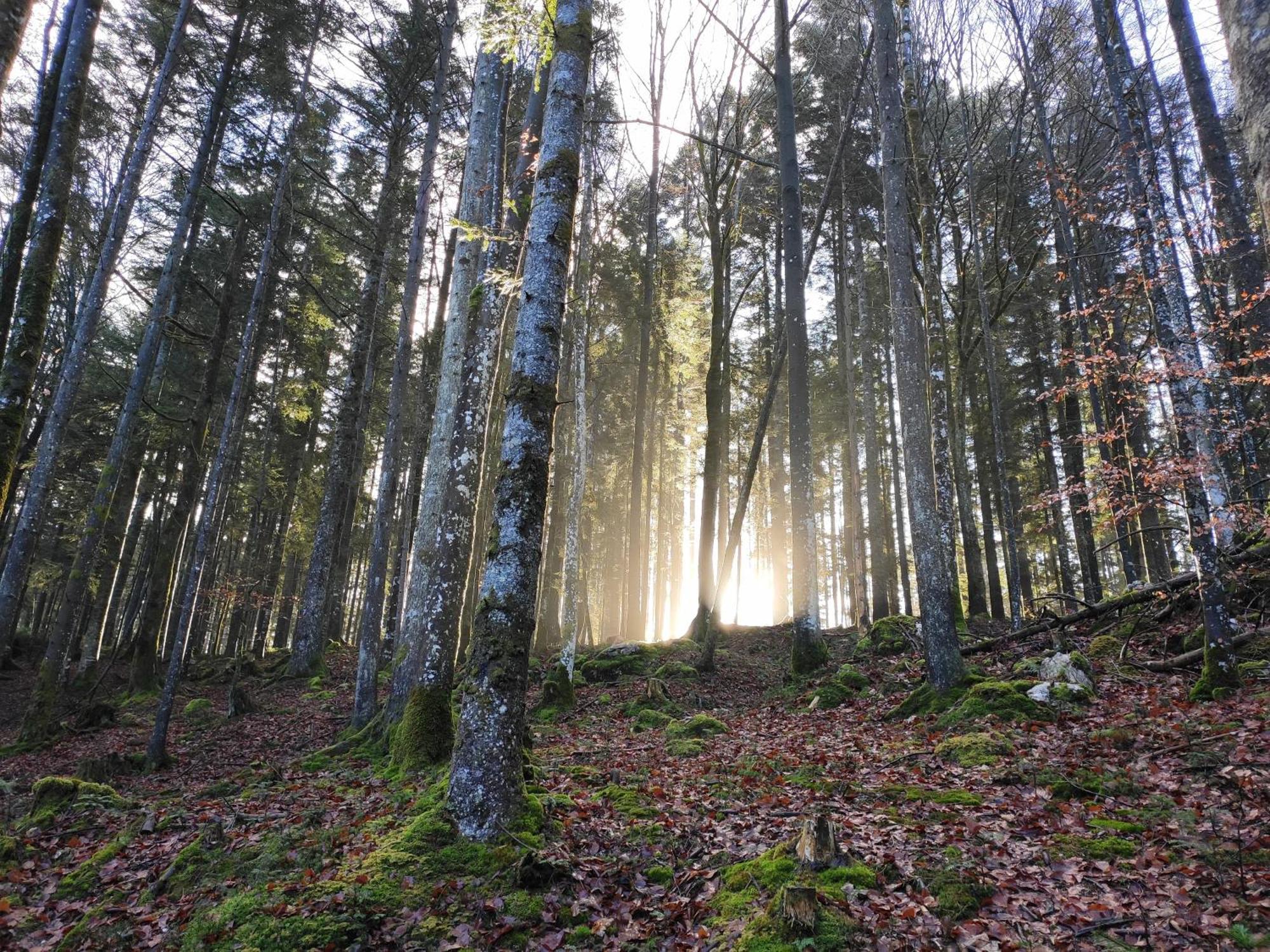 Naturresort Fischergut - Lodge Wolfgangthal Saint Wolfgang المظهر الخارجي الصورة